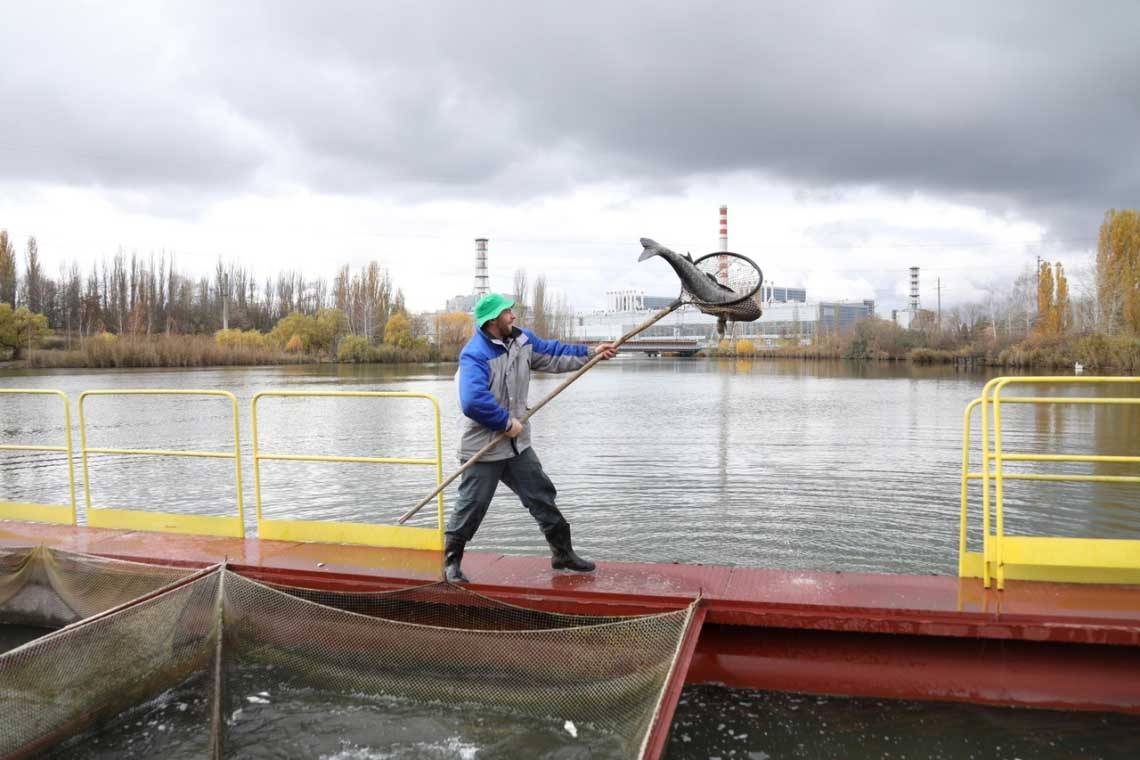 В водоем Курской АЭС выпущено 12 тысяч особей растительноядных рыб