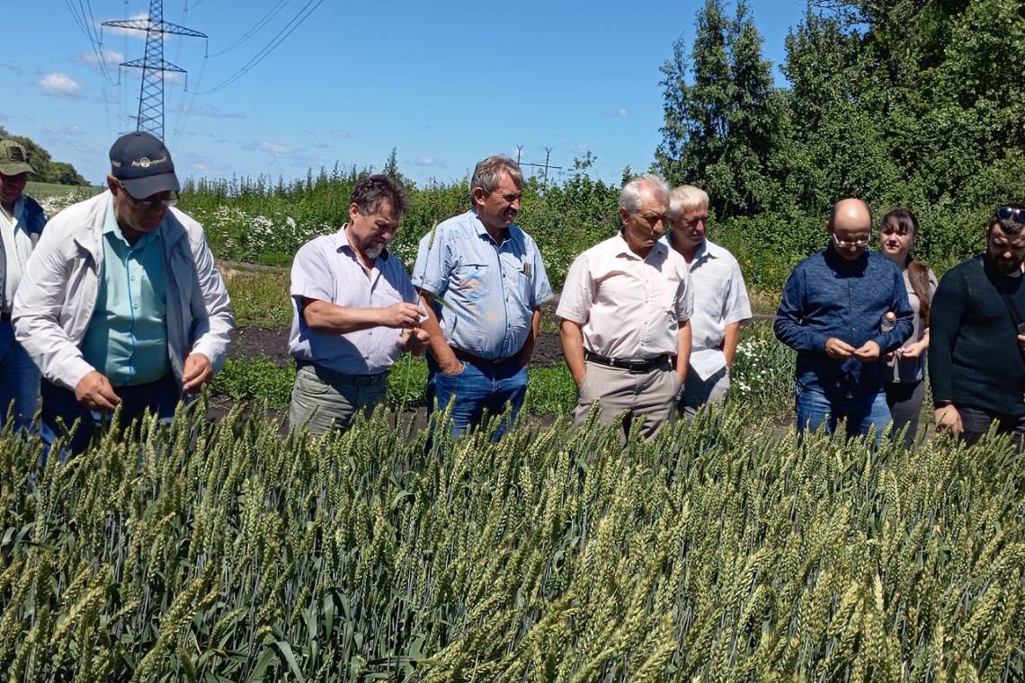 Там, где лен шумит голубой волной