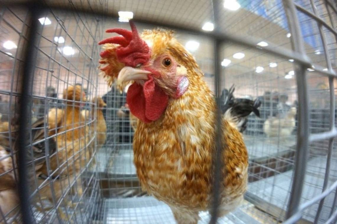 В Курске пройдет выставка породных домашних птиц и животных «Курское подворье»