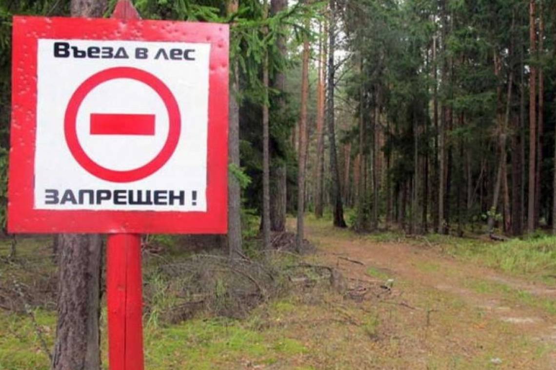 В Курской области продлены ограничения на посещения лесов
